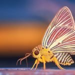 Storia di un bug